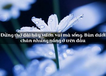 Tình bạn luôn được thể hiện ở nhiều văn chương