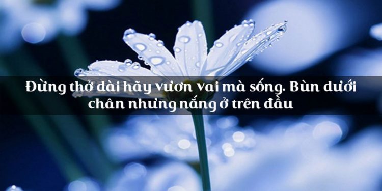 Tình bạn luôn được thể hiện ở nhiều văn chương