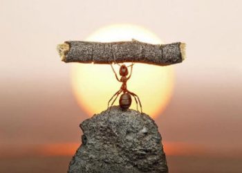 Câu nói hay về sự nỗ lực vươn lên trong công việc, cuộc sống